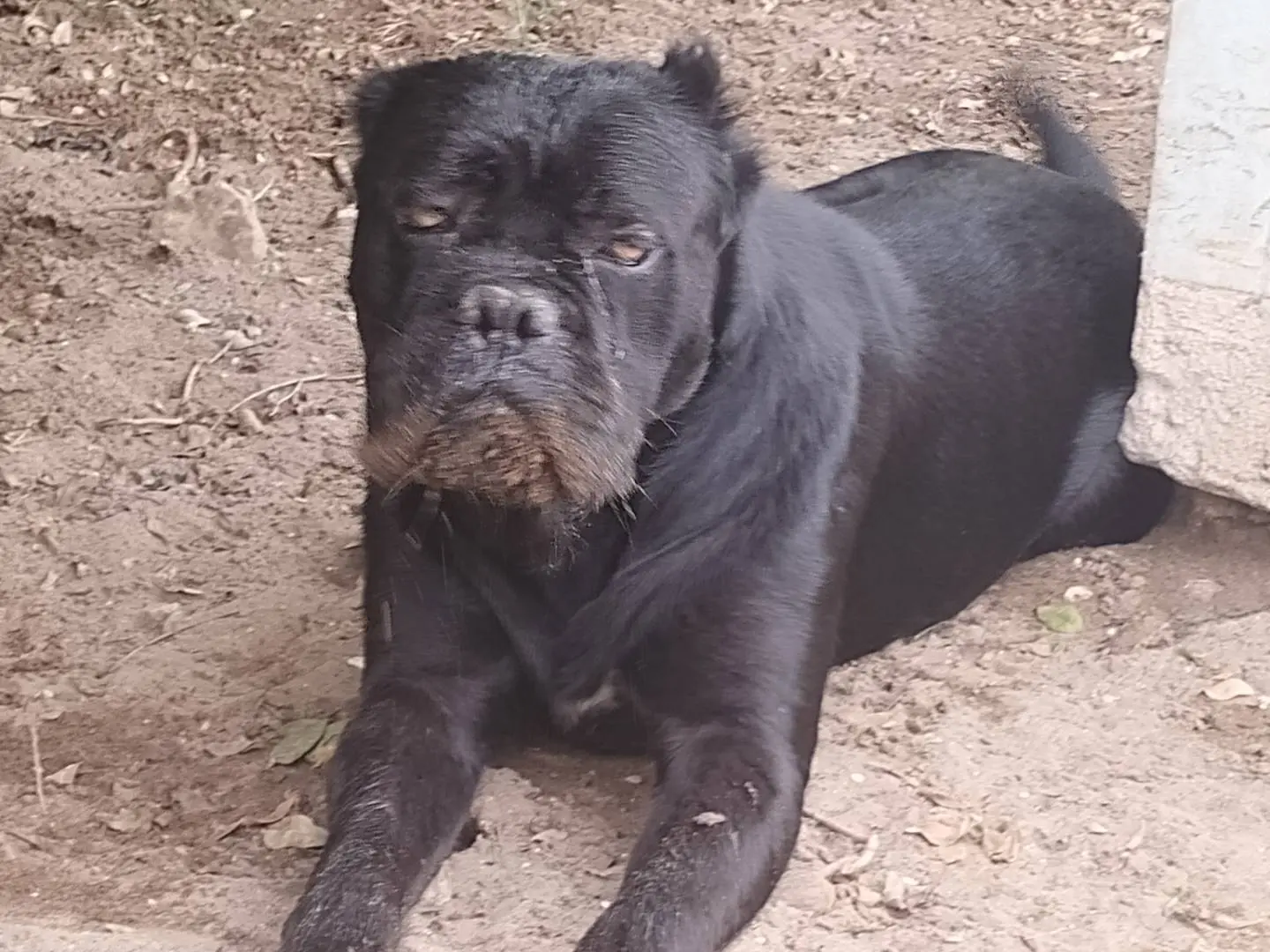 Adozione cane, femmina, Corso Razza sconosciuta, 6 anni, taglia grande, Napoli