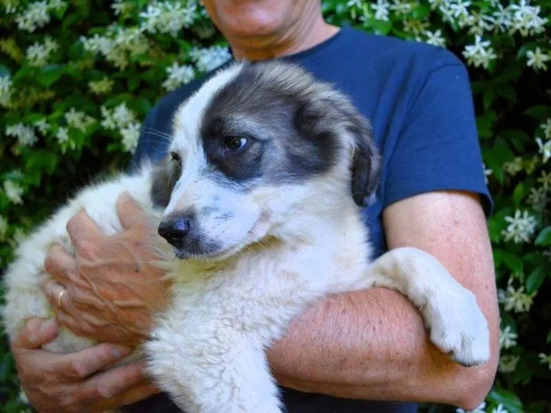 Adotta il cane Sigurd a Roma