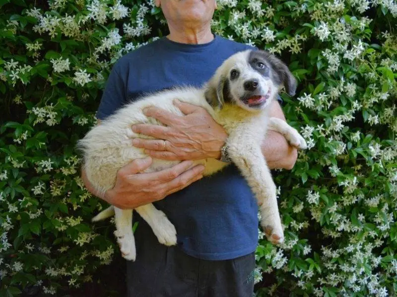Adotta un cane, maschio, 7 mesi, Roma