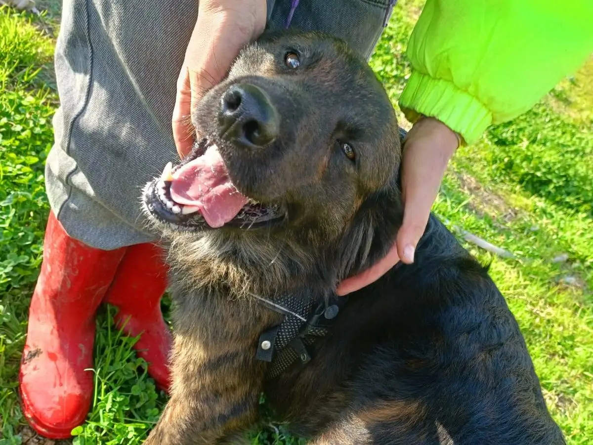 Adotta un cane, taglia media contenuta, maschio, Napoli