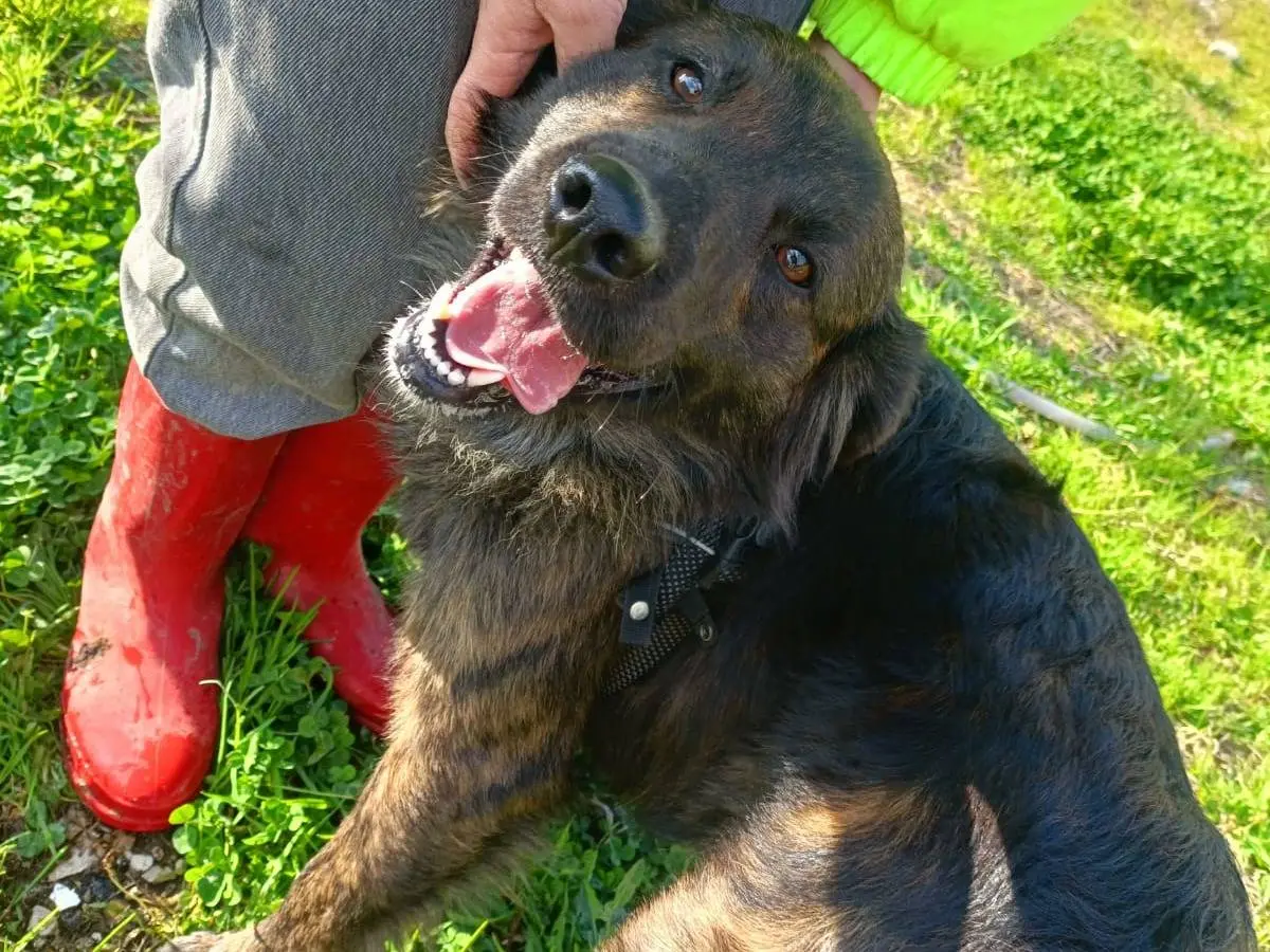 Adotta un cane, maschio, 2 anni e 9 mesi, Napoli