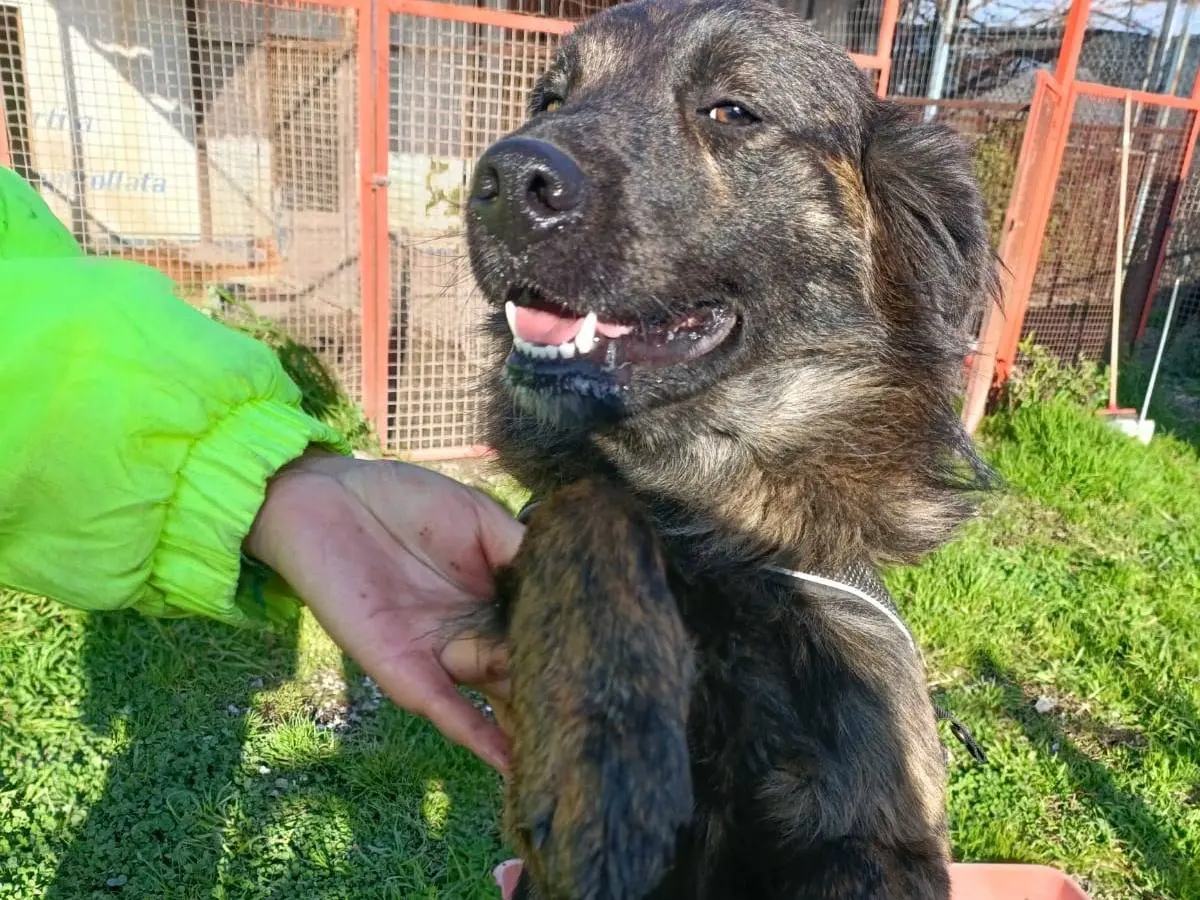 Adotta il cane Kiwi a Napoli