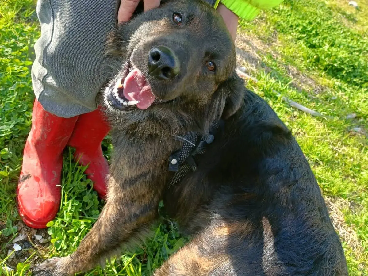 Adozione cane, maschio, Razza sconosciuta Razza sconosciuta, 2 anni e 9 mesi, taglia media contenuta, Napoli