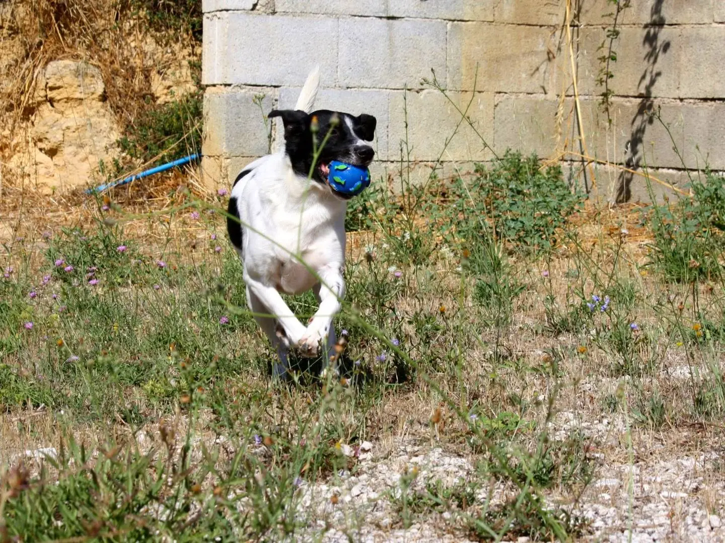 Adotta un cane, maschio, 3 anni e 4 mesi, Bari