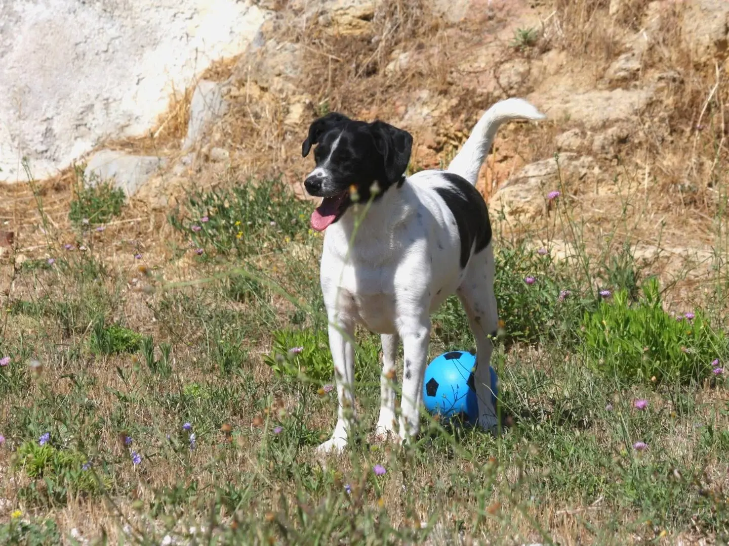 Adozione cane, maschio, Razza sconosciuta Razza sconosciuta, 3 anni e 4 mesi, taglia media, Bari