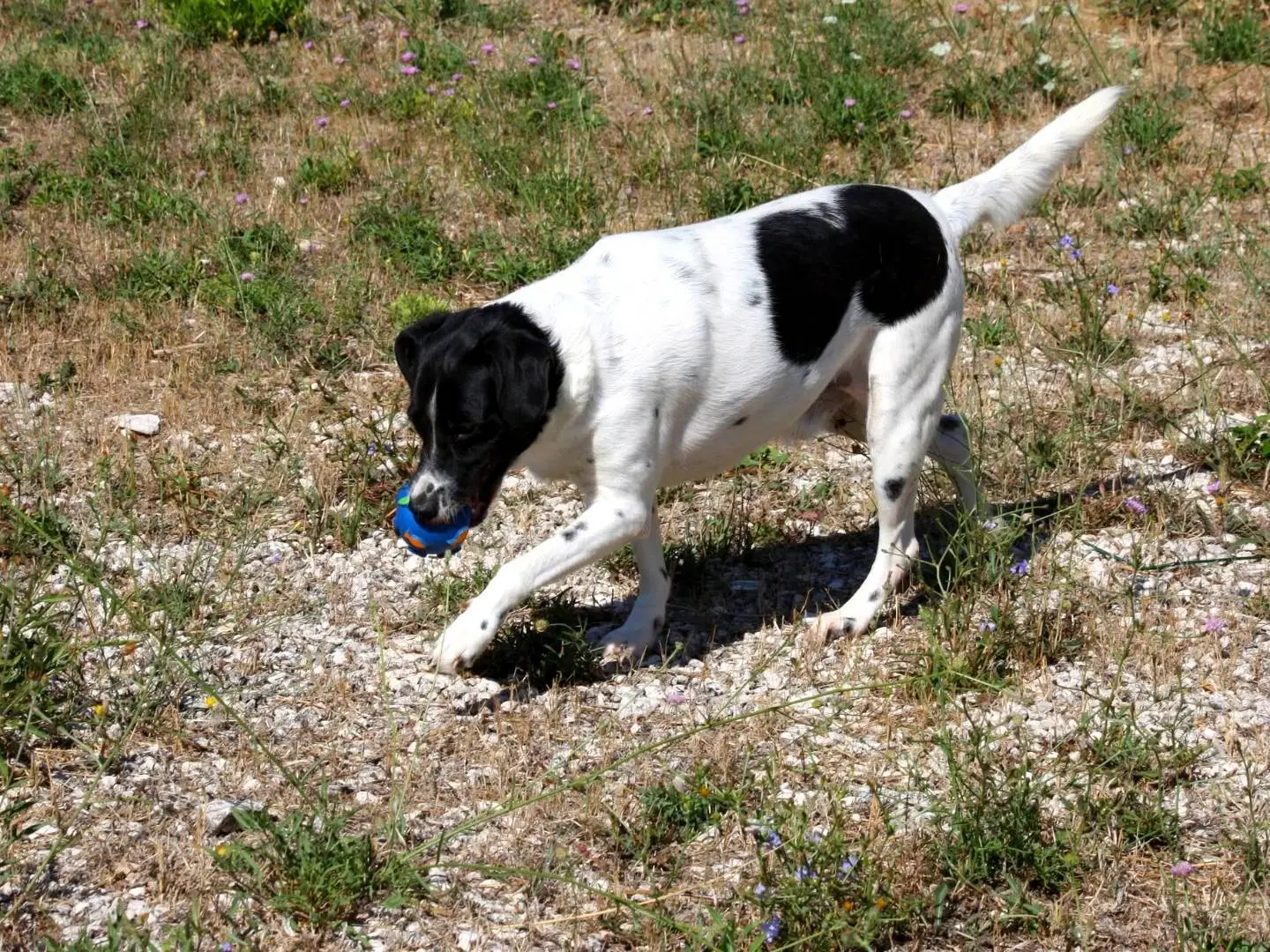 Vuoi adottare un cane a Bari?