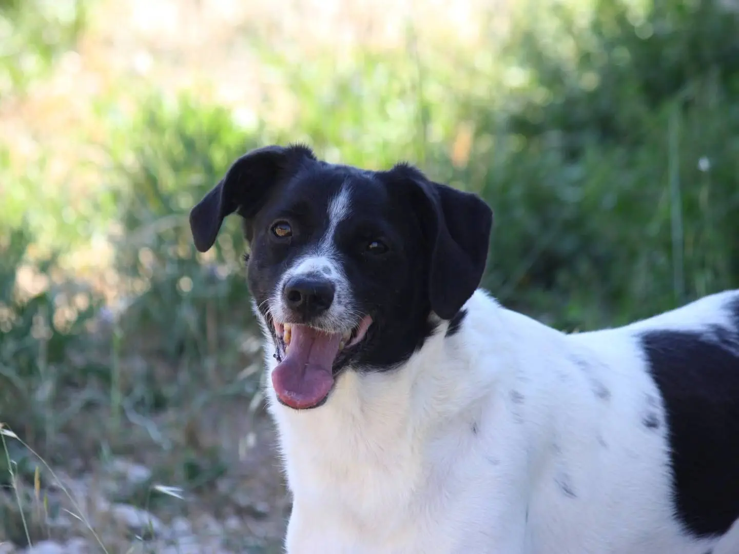 Adotta il cane Pedro a Bari