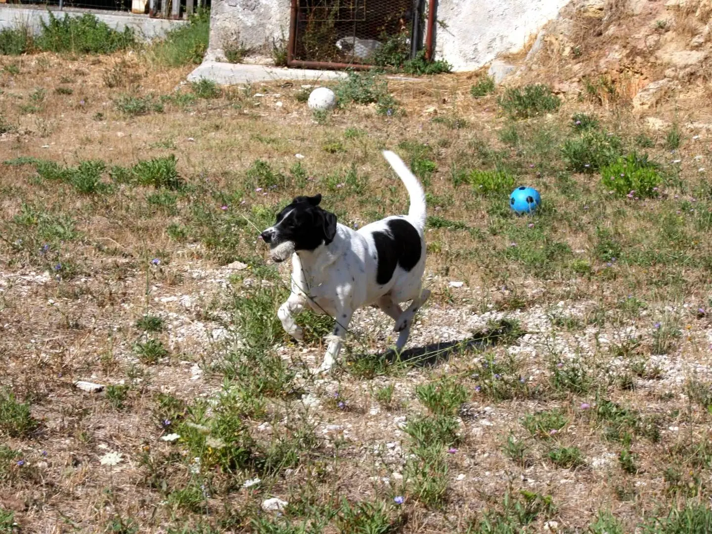 Adotta un cane, taglia media, maschio, Bari
