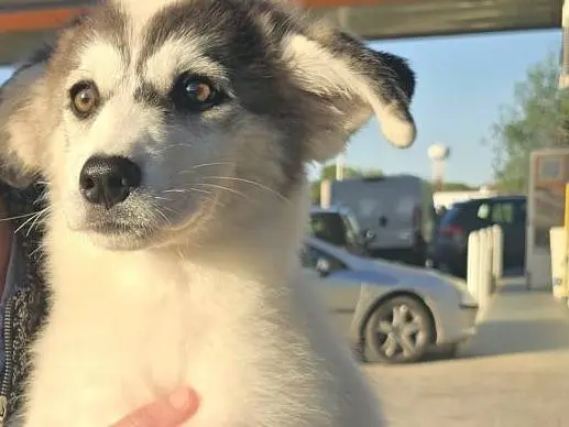 Adotta un cane, taglia media, femmina, Taranto