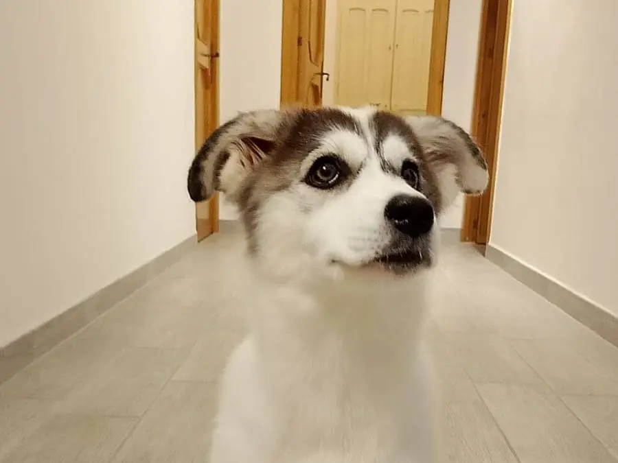 Adotta un cane, femmina, 4 mesi, Taranto