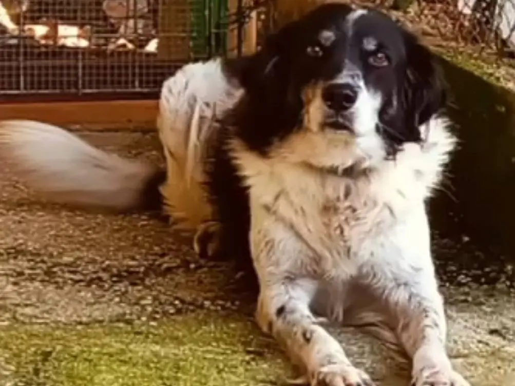 Adotta un cane, taglia media, maschio, Terni