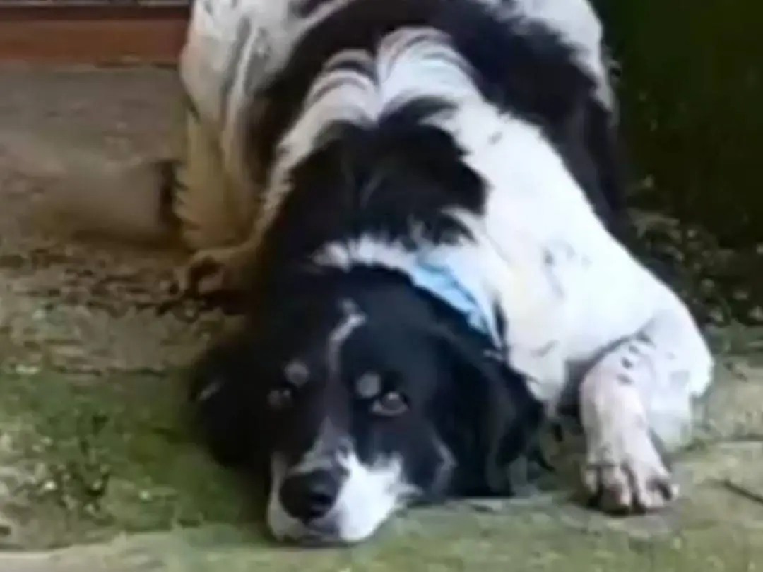 Vuoi adottare un cane a Terni?