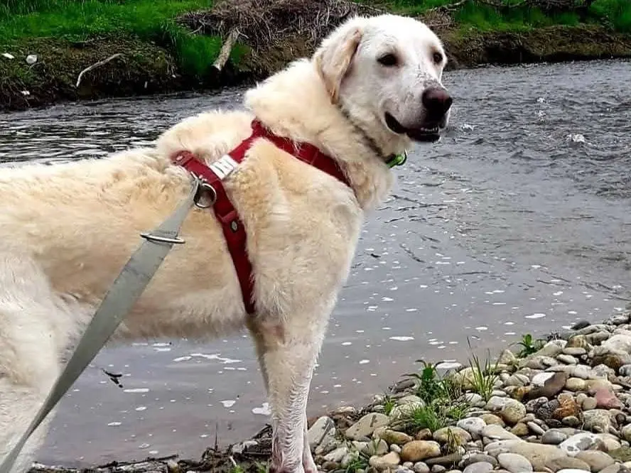 Adozione cane, maschio, Razza sconosciuta Razza sconosciuta, 6 anni e 5 mesi, taglia grande, Milano