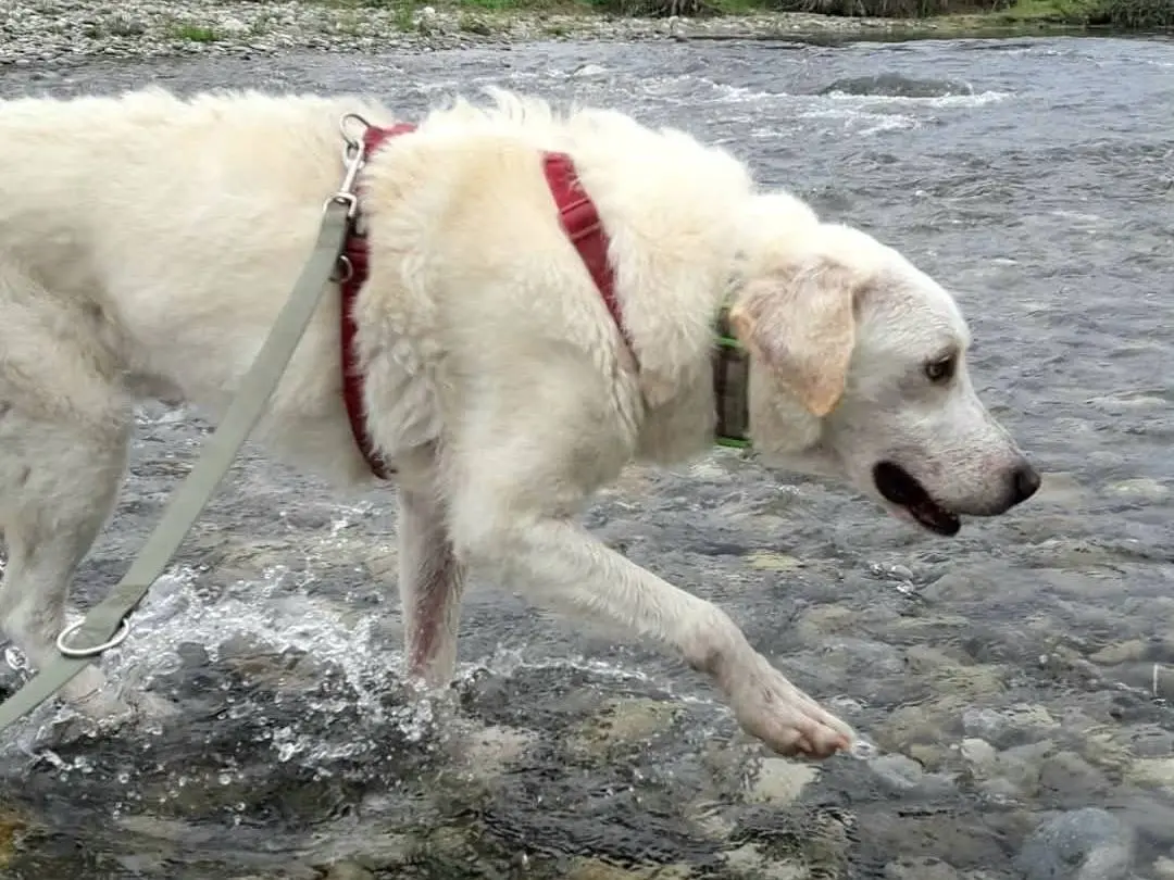 Adotta un cane, taglia grande, maschio, Milano