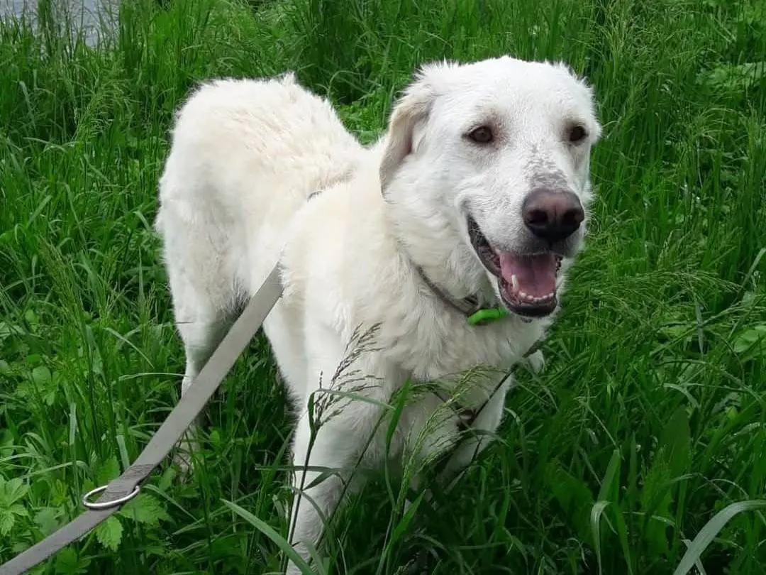 Adotta un cane, maschio, 6 anni e 5 mesi, Milano