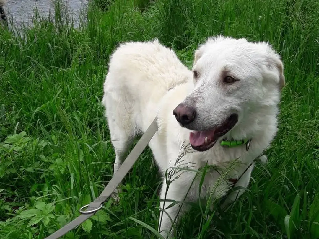 Vuoi adottare un cane a Milano?