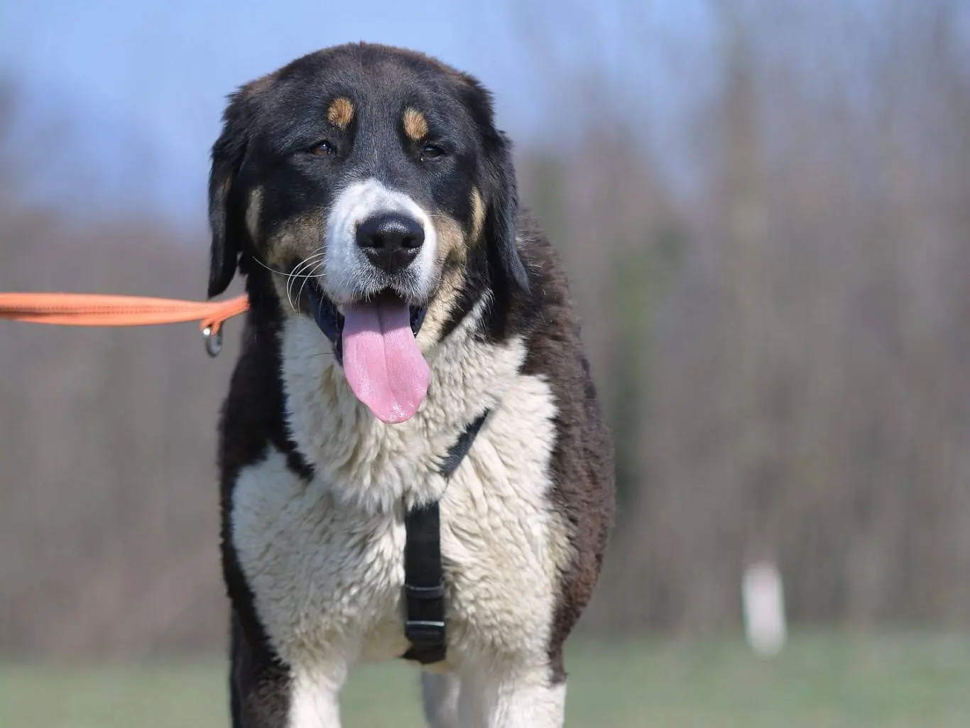 Adozione cane, femmina, Razza sconosciuta Razza sconosciuta, 3 anni e 7 mesi, taglia grande, Como