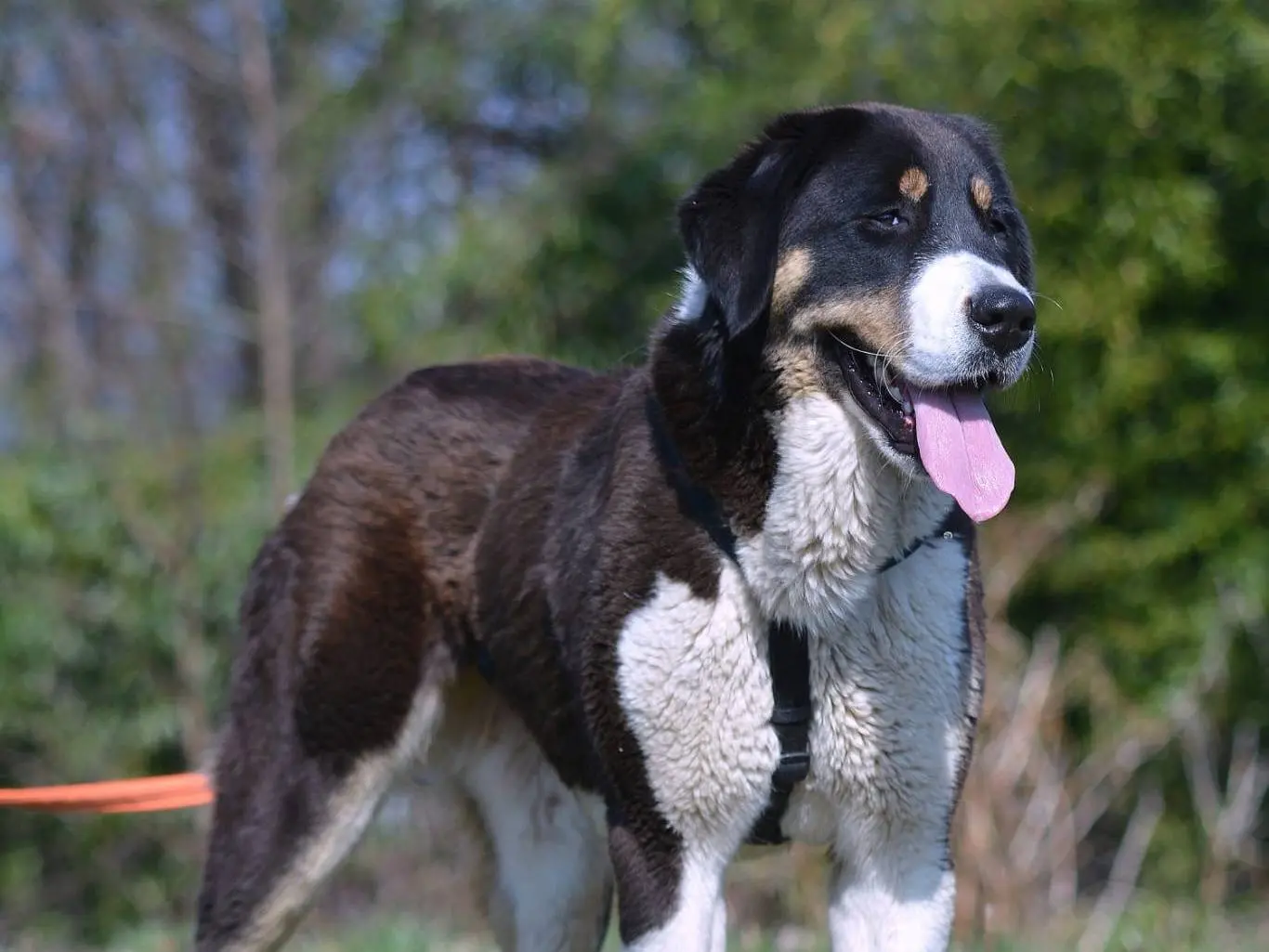 Adotta un cane, taglia grande, femmina, Como