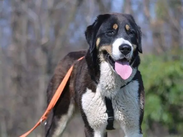 Adotta un cane, femmina, 3 anni e 7 mesi, Como