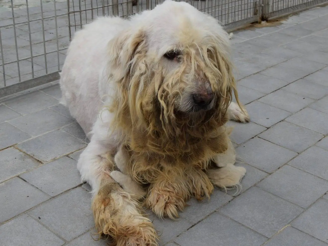 Adozione cane, maschio, Pastore maremmano Razza sconosciuta, 13 anni e 8 mesi, taglia grande, Chieti