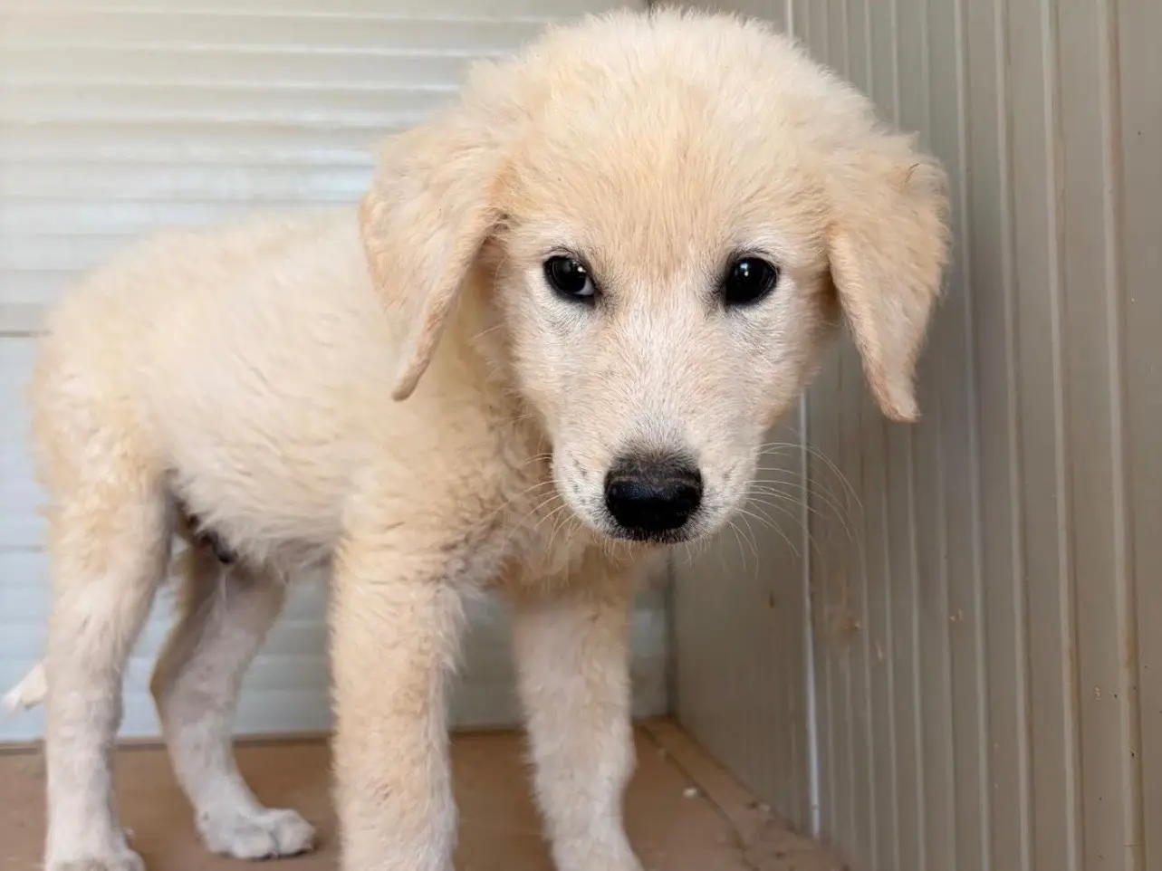 Adozione cane, maschio, Razza sconosciuta Razza sconosciuta, 4 mesi, taglia media, Taranto