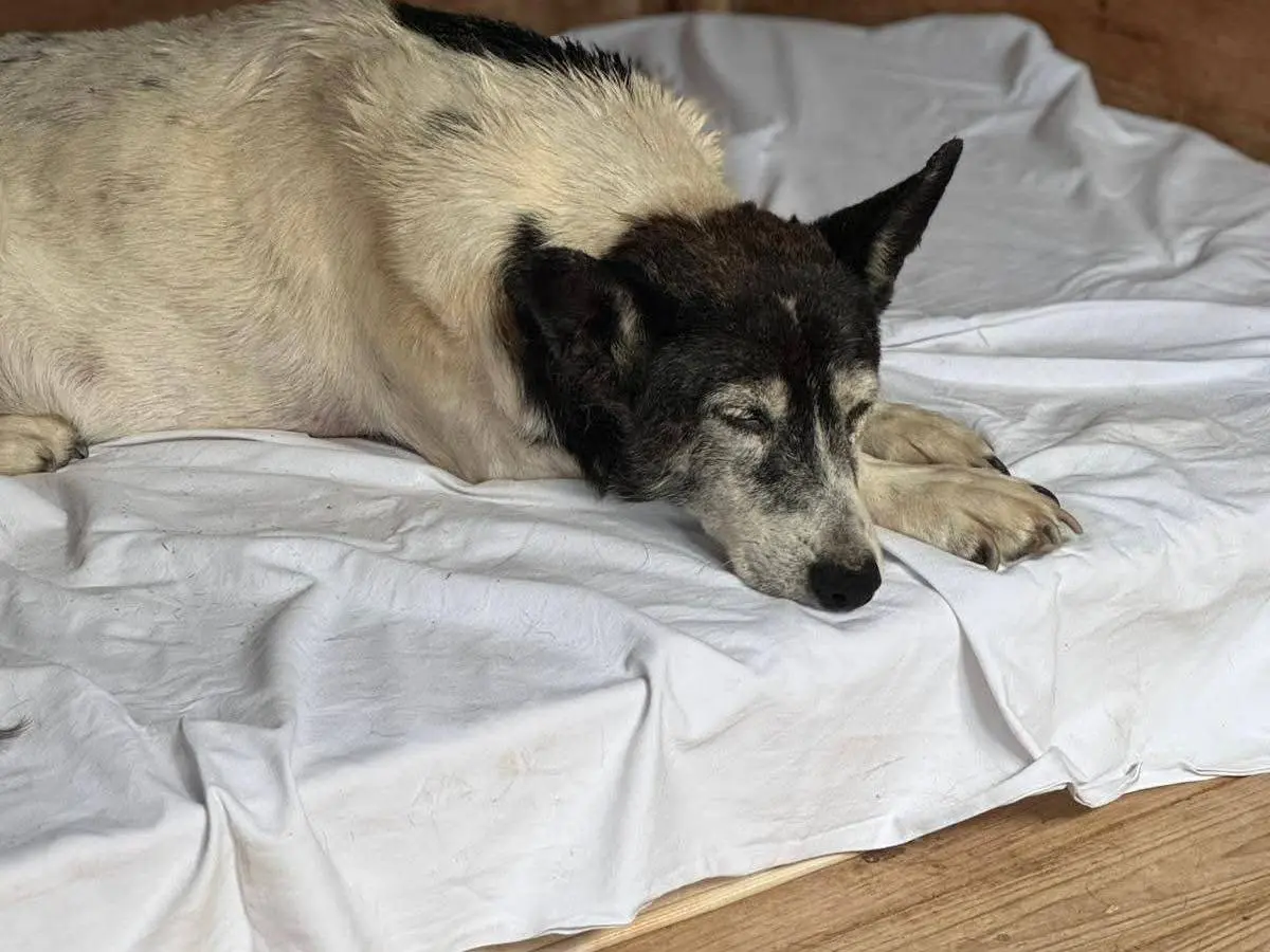 Vuoi adottare un cane a Bari?