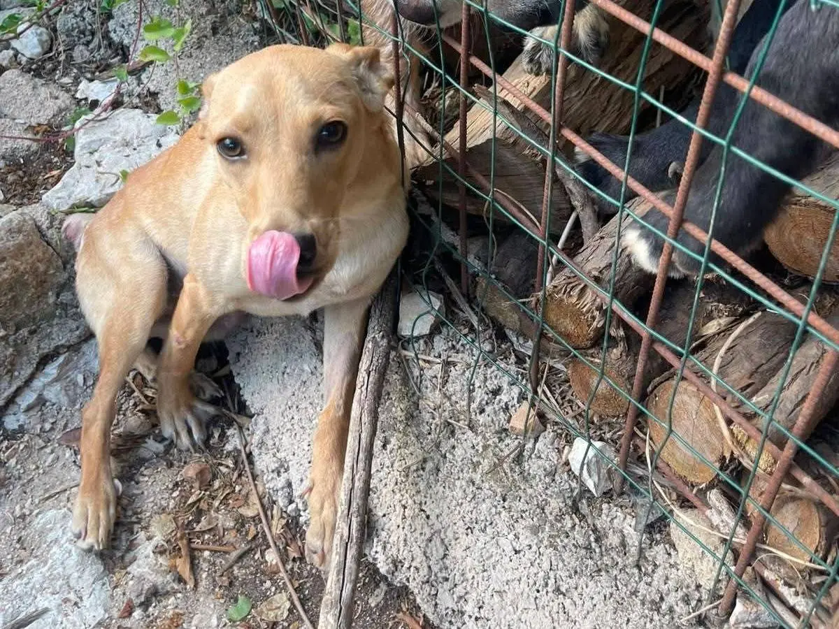 Vuoi adottare un cane a Frosinone?