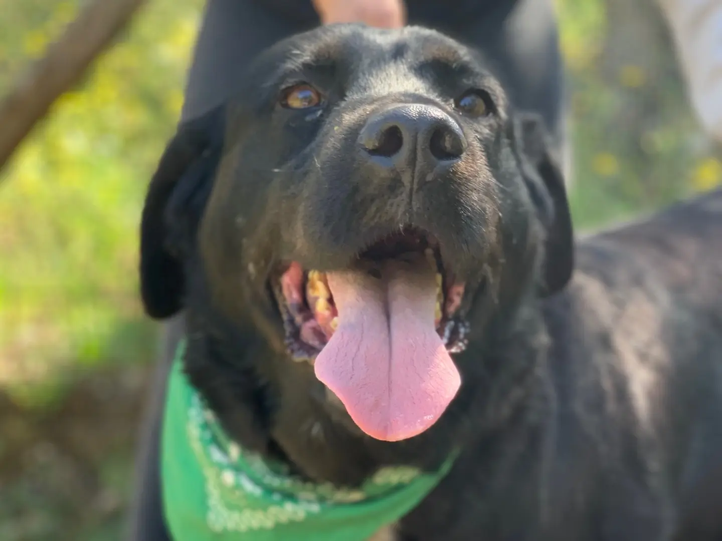 Adozione cane, maschio, Razza sconosciuta Razza sconosciuta, 8 anni e 1 mese, taglia grande, Latina