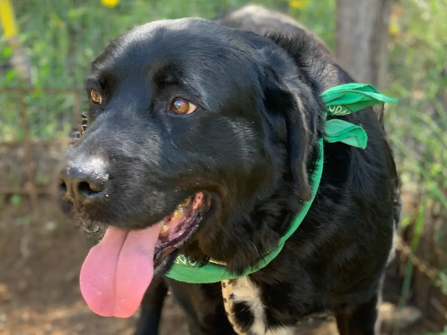 Adotta il cane Max a Latina