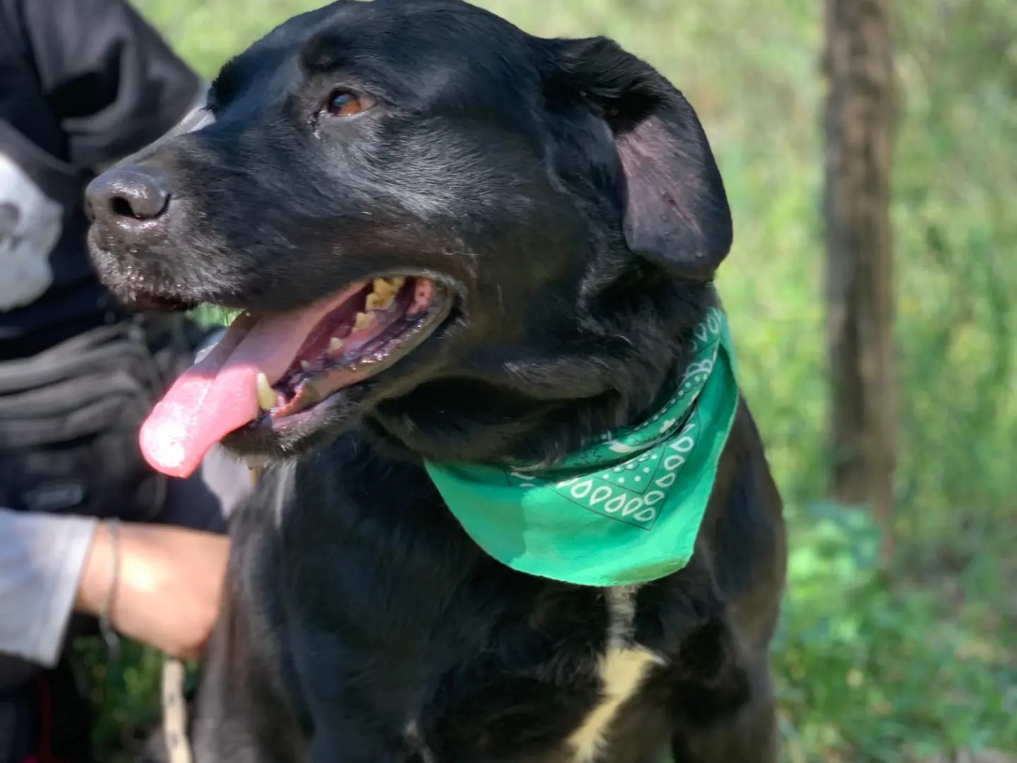 Adotta un cane, maschio, 8 anni e 1 mese, Latina
