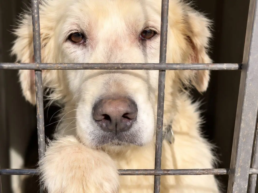 Adozione cane, maschio, Pastore maremmano Razza sconosciuta, 8 mesi, taglia media, Avellino