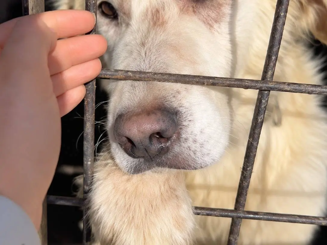 Vuoi adottare un cane a Avellino?