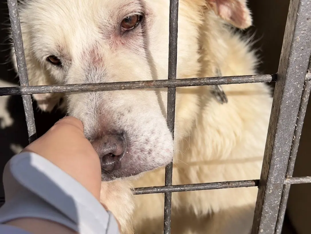 Adotta un cane, taglia media, maschio, Avellino