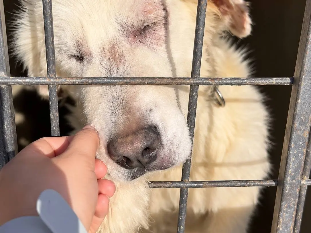 Adotta un cane, maschio, 8 mesi, Avellino