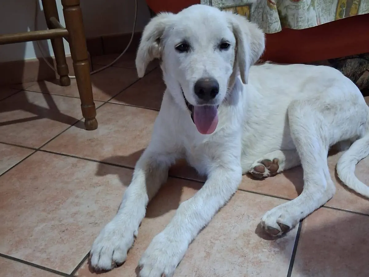 Adotta un cane, taglia grande, maschio, Trapani