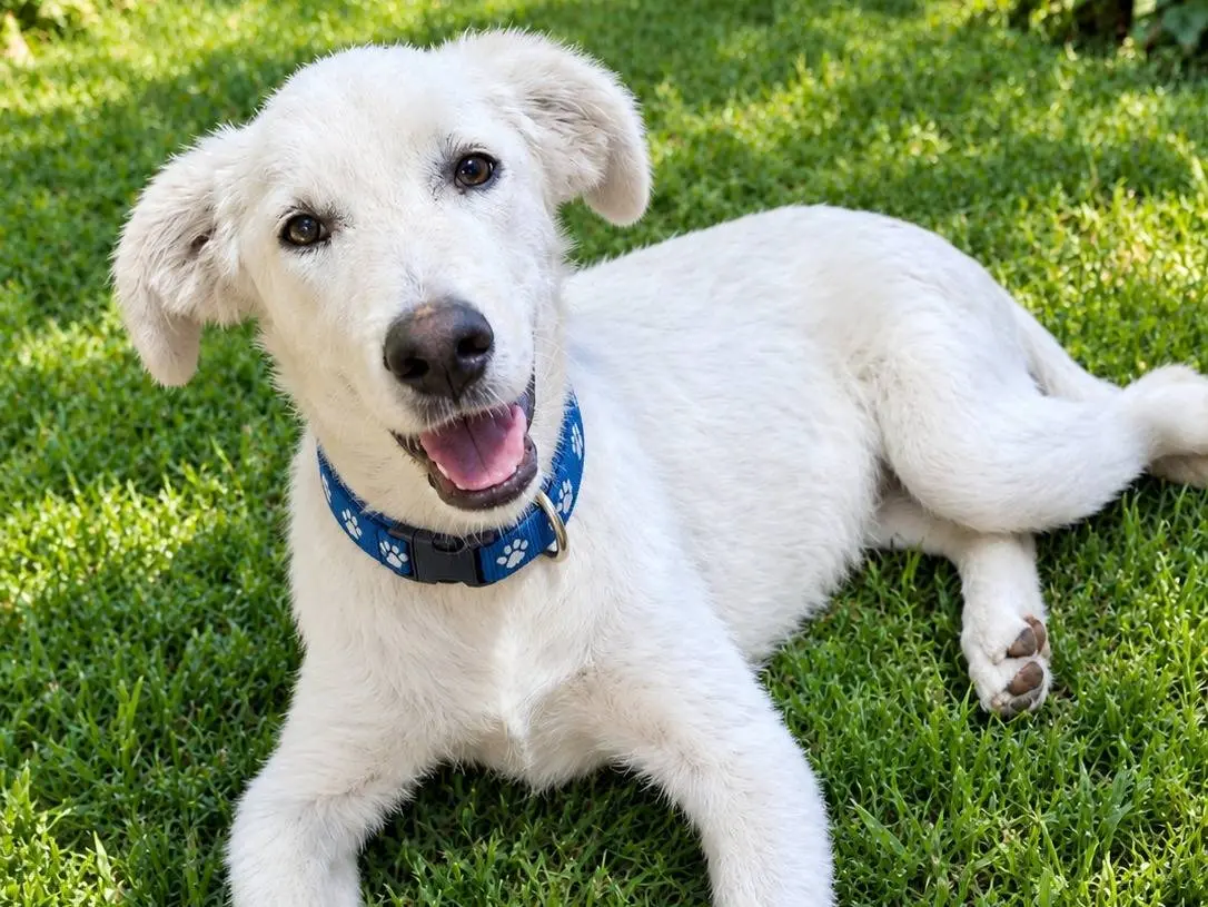 Adozione cane, maschio, Razza sconosciuta Razza sconosciuta, 6 mesi, taglia grande, Trapani