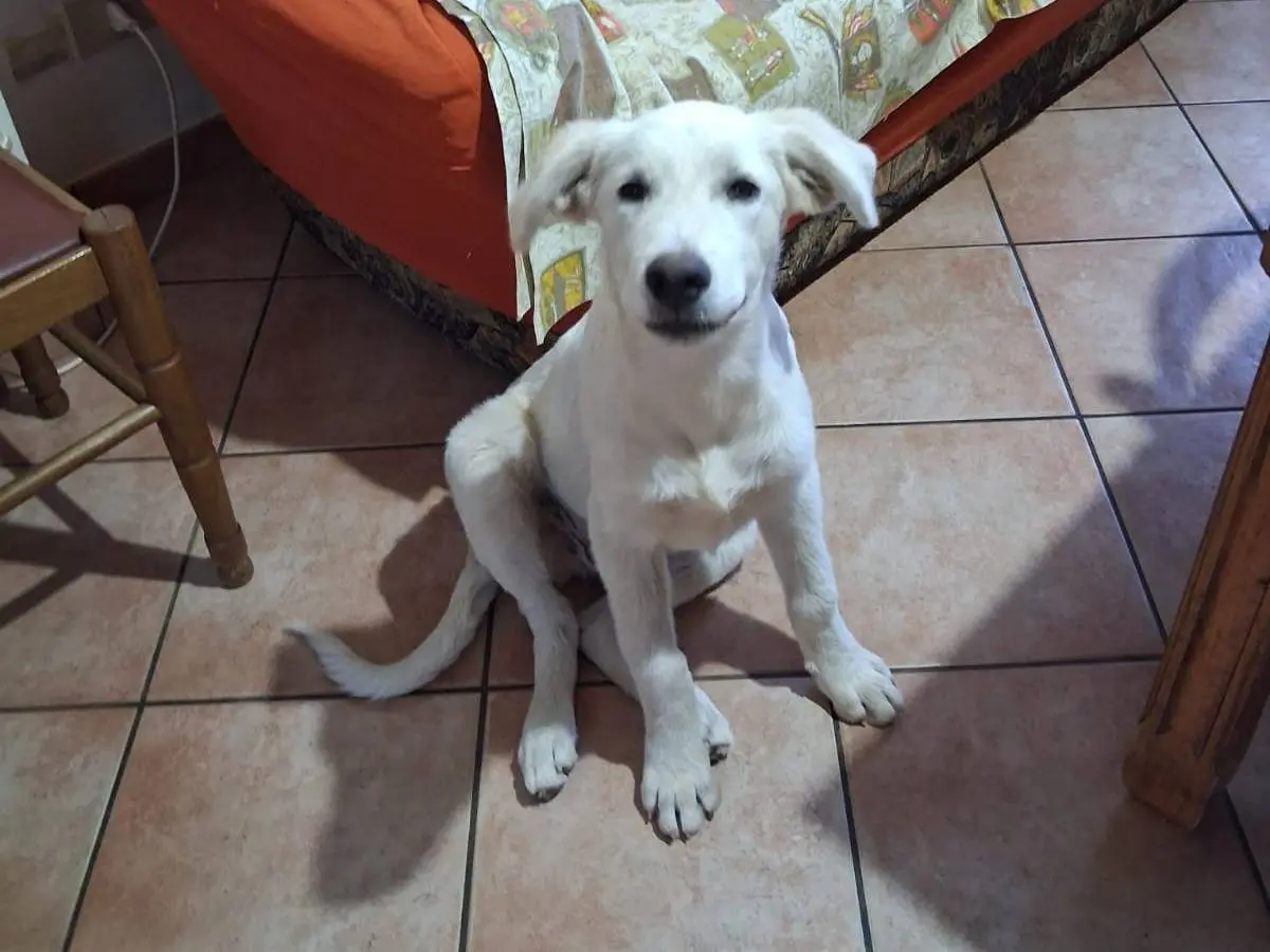 Adotta un cane, maschio, 6 mesi, Trapani