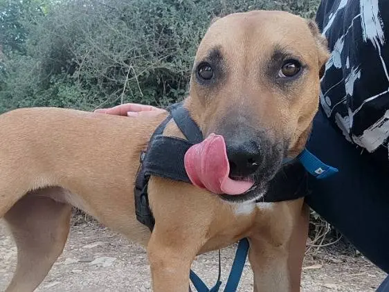 Adotta un cane, taglia piccola, femmina, Napoli