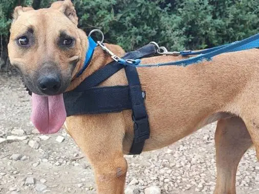 Adozione cane, femmina, American Staffordshire Terrier Razza sconosciuta, 2 anni e 10 mesi, taglia piccola, Napoli