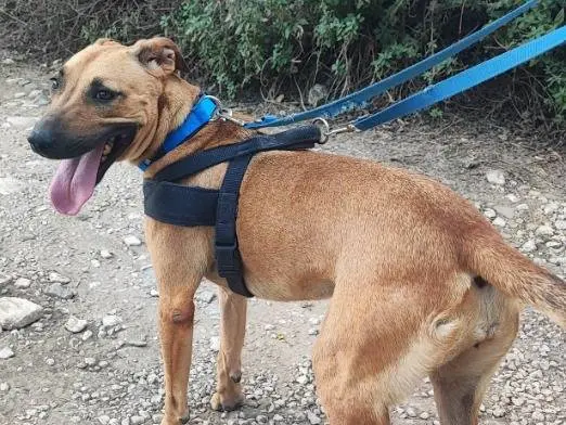 Adotta un cane, femmina, 2 anni e 10 mesi, Napoli