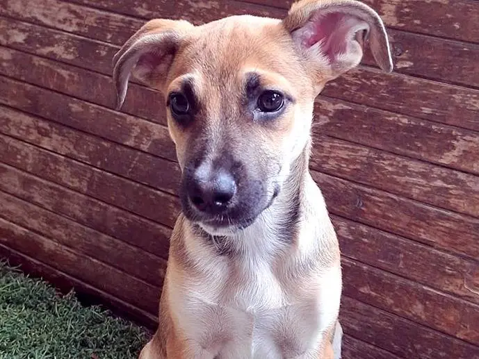 Adotta un cane, femmina, 3 mesi, Bologna