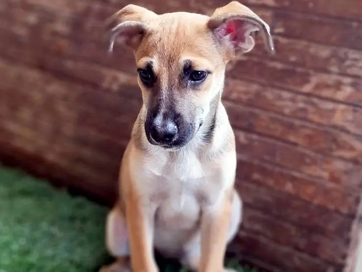 Adotta il cane Ofelia a Bologna