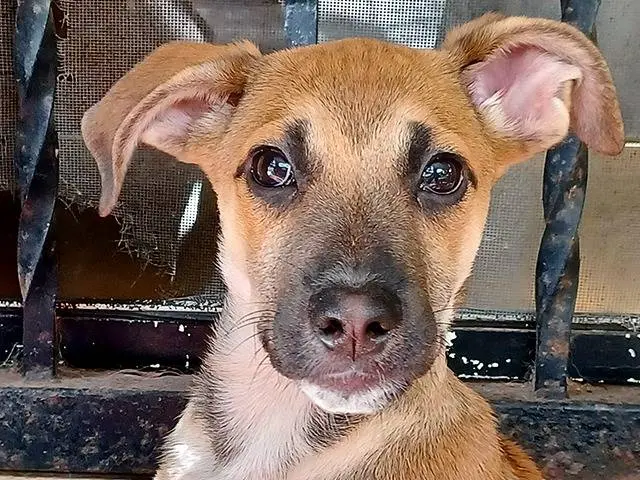 Adozione cane, femmina, Razza sconosciuta Razza sconosciuta, 3 mesi, taglia media, Bologna