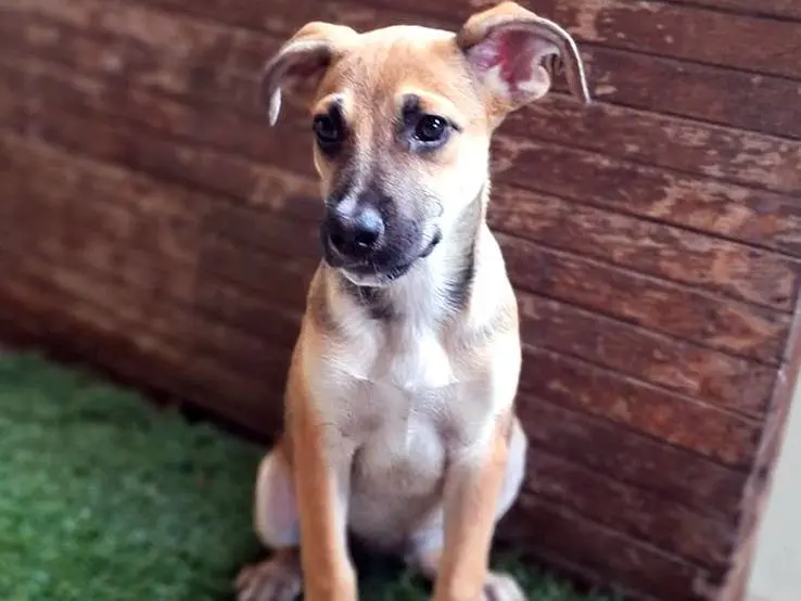 Adotta un cane, taglia media, femmina, Bologna