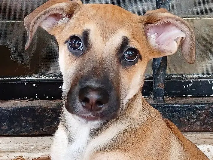 Vuoi adottare un cane a Bologna?