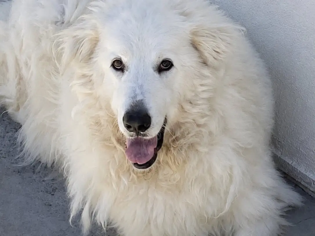 Adozione cane, femmina, Pastore maremmano Razza sconosciuta, 5 anni e 5 mesi, taglia gigante, Latina