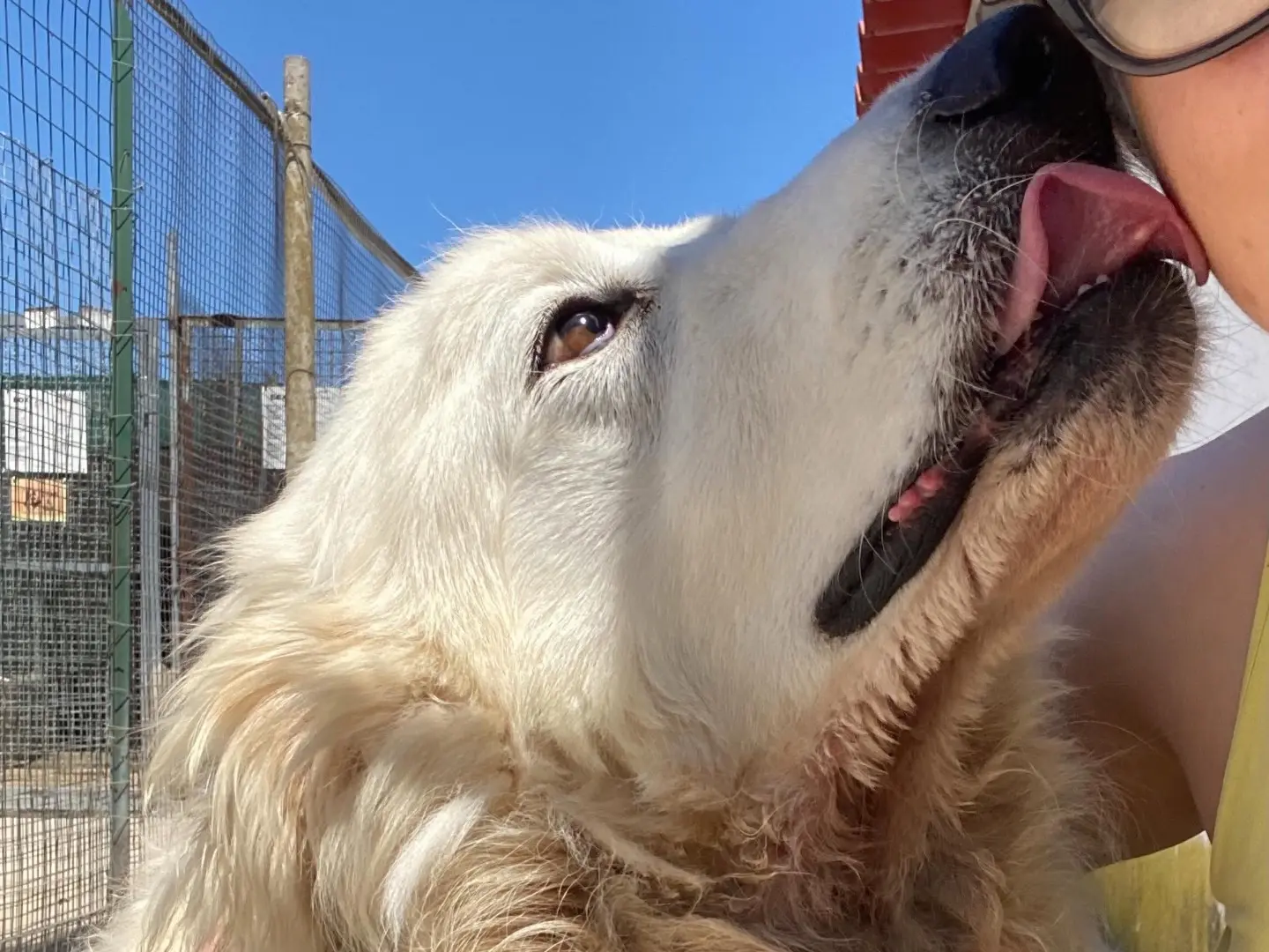 Adotta un cane, femmina, 5 anni e 5 mesi, Latina