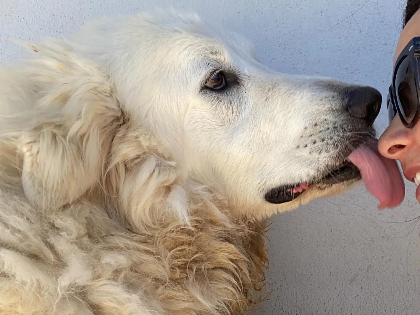 Adotta un cane, taglia gigante, femmina, Latina
