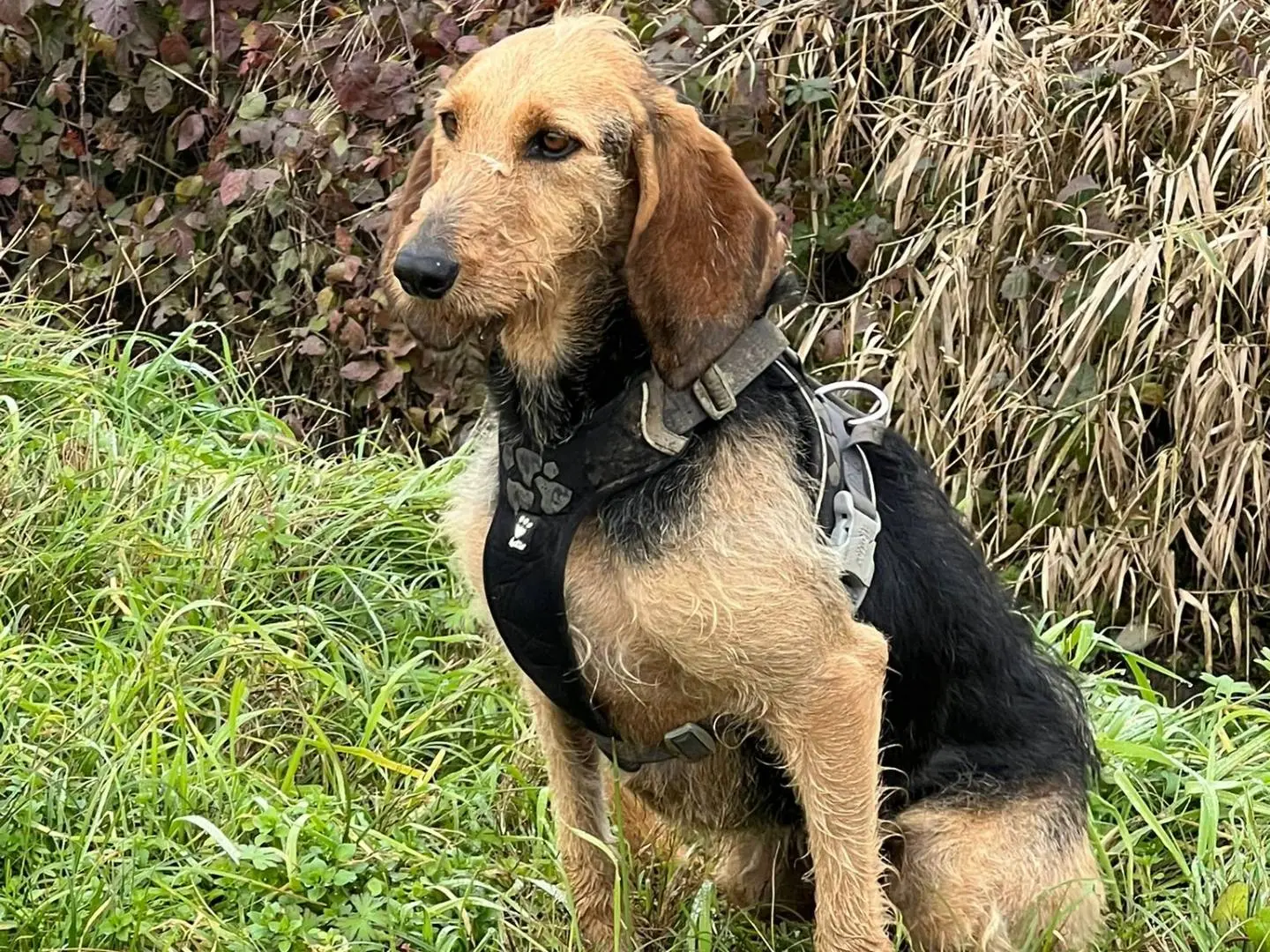 Adotta il cane Mia a Bergamo