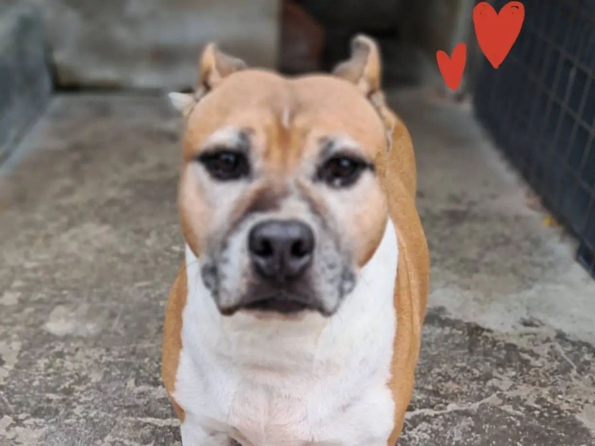 Adozione cane, maschio, American Staffordshire Terrier Razza sconosciuta, 13 anni e 8 mesi, taglia grande, Brescia